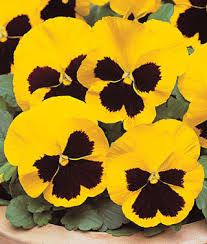Pansy Fundraising